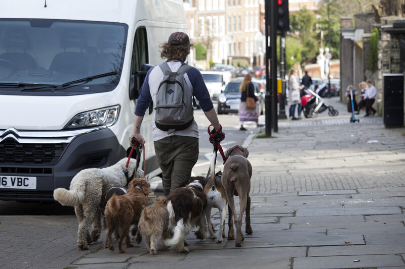 walking the dogs